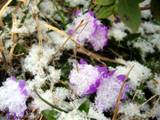 Sneg na odcvetelih rožah Ovčarije