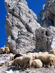 Ovce v svojem bivaku