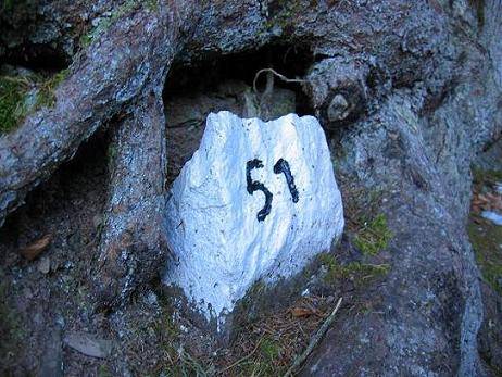 Označen kamen med koreninami drevesa
