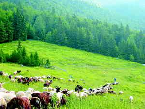 Ob sedmih dva pastirja poženeta ovce na pašo. Če je vremenska napoved ugodna, gredo proti Mangrtskemu sedlu na 2000 m nadmorske višine. Zvečer se spet dve uri vračajo, naslednji dan pa vse znova... Foto: Miloš Batistuta